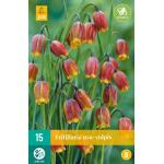 Fritillaria uva-vulpis - Kleinbloemig (15 stuks)