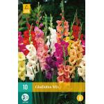 Gladiolus Mix