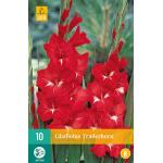 Gladiolus Traderhorn (10 stuks)