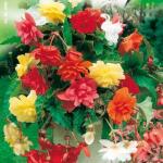 Hangbegonia mix