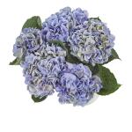 Boeket Hortensia - blauw