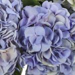 Boeket Hortensia - blauw