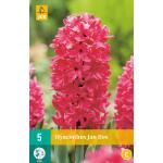 Hyacint Jan Bos - hyacint rood (5 stuks)