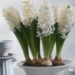 geprepareerde Hyacinthus Carnegie