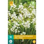 Hyacinthoides hispanica - boshyacint wit (10 stuks)