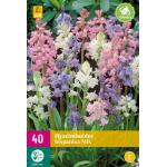 Hyacinthoides hispanica - boshyacint mix (40 stuks)