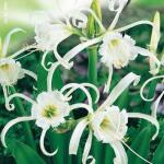 Hymenocallis festalis