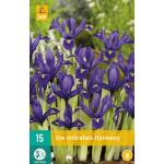 Iris Harmony - dwergiris (15 stuks)