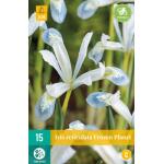 Iris reticulata Fozen Planet (15 stuks)