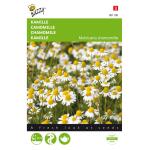 Kamille - Matricaria chamomilla