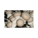 Kweekset bruine champignons - 3 L
