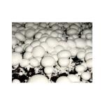Kweekset witte champignons - 7,5 L
