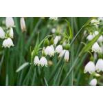 Leucojum aestivum Gravetye Giant