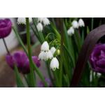 Leucojum aestivum Gravetye Giant