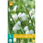 Leucojum Gravetye Giant - zomerklokje (3 stuks)