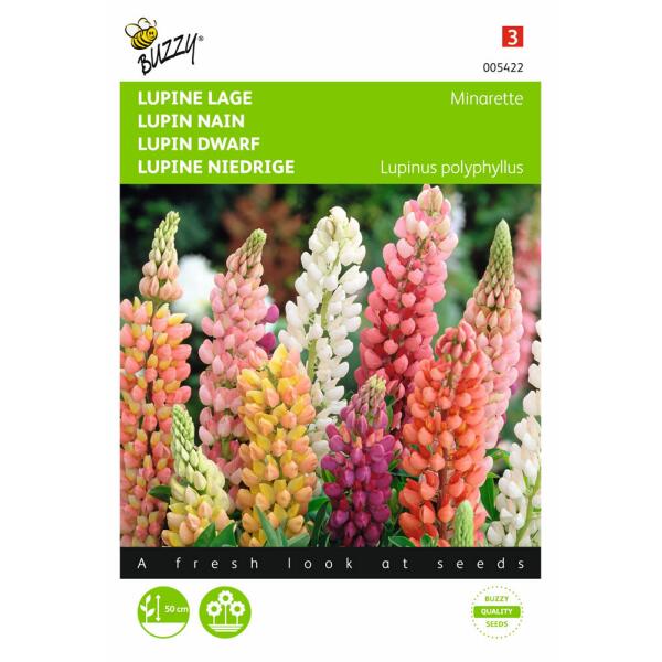 Lupine Minarette - Lupinus polyphyllus