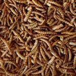 Meelwormen voor tuinvogels 450 g