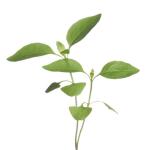 Microgreens citroenbasilicum