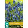 Muscari armeniacum - blauw druifje