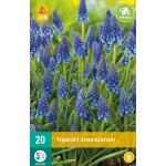 Muscari armeniacum - blauw druifje (20 stuks)