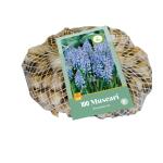 Muscari armeniacum - blauw druifje (100 stuks)