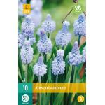 Muscari azureum - blauw druifje (10 stuks)