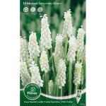 Muscari botryoides Album