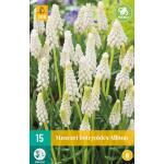 Muscari botryoides album - wit druifje