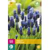 Muscari latifolium - blauw druifje