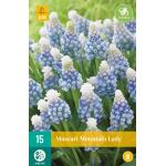 Muscari Mountain Lady (15 stuks)