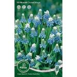 Muscari Ocean Magic 