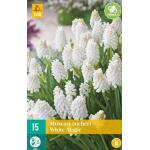 Muscari aucheri White Magic - druifhyacint (15 stuks)