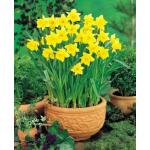 Narcis Rijnvelds Early Sensation