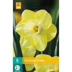 Narcissus Avalon - Trompetnarcis