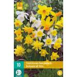 Narcissus Botanisch mix (10 stuks)