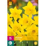 Narcissus Carlton - grootkronige narcis (15 stuks)