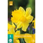 Narcissus Dutch Master - trompetnarcis (5 stuks)