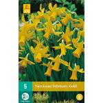 Narcissus February Gold - botanische narcis (5 stuks)