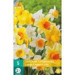 Narcissus grootkronig mix (5 stuks)