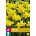 Narcissus Tête-à-Tête - botanische narcis (25 stuks)