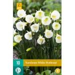 Narcissus White Petticoat (5 stuks)