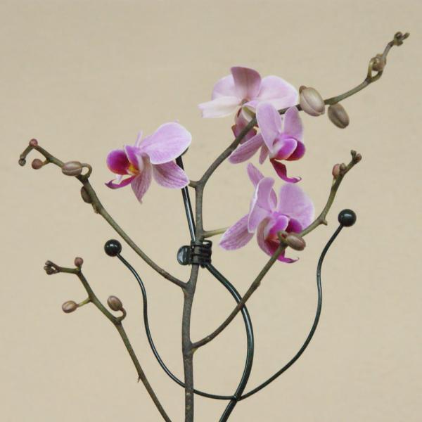  - Orchideeënsteun