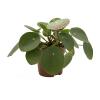 Pannenkoekenplant - Pilea peperomioides 15 cm