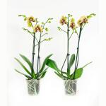 Phalaenopsis Elegance Charms - 60 cm