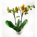 Phalaenopsis Elegance Charms - 60 cm