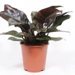 Philodendron Imperial red - 70 cm