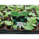 Plaatetiketten met gleuf als naambordjes voor planten (10 stuks)