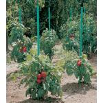 Plantensteun voor tomaten met waterreserve - 150 cm