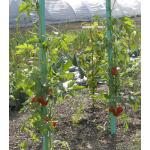 Plantensteun voor tomaten met waterreserve - 180 cm