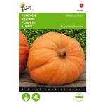 Pompoen Atlantic Giant - Cucurbita maxima